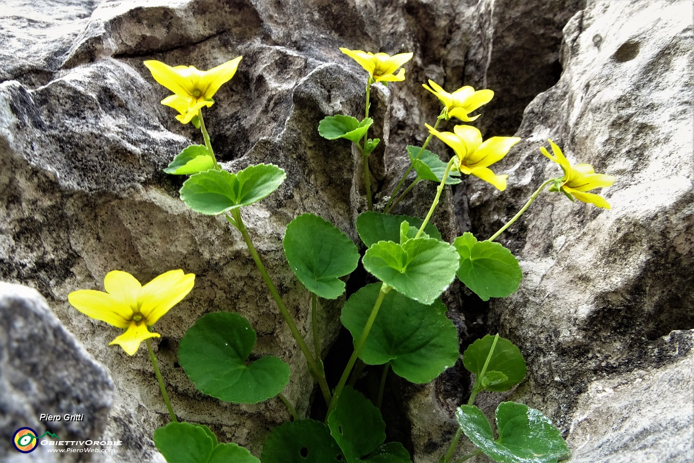 33 Viola gialla (Viola biflora) nella fenditura della roccia.JPG